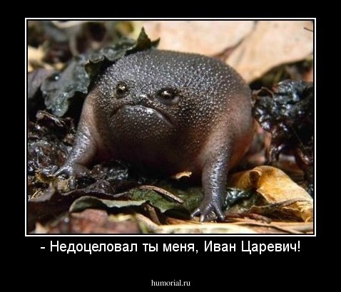 - Недоцеловал ты меня, Иван Царевич!