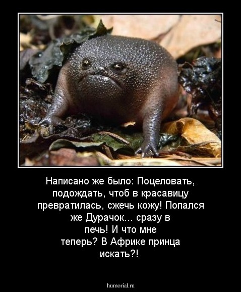 Написано же было: Поцеловать, подождать, чтоб в красавицу превратилась, сжечь кожу! Попался же Дурачок... сразу в печь! И что мне теперь? В Африке принца искать?!