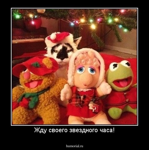 Жду своего звездного часа!