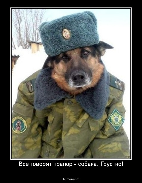 Все говорят прапор - собака. Грустно!