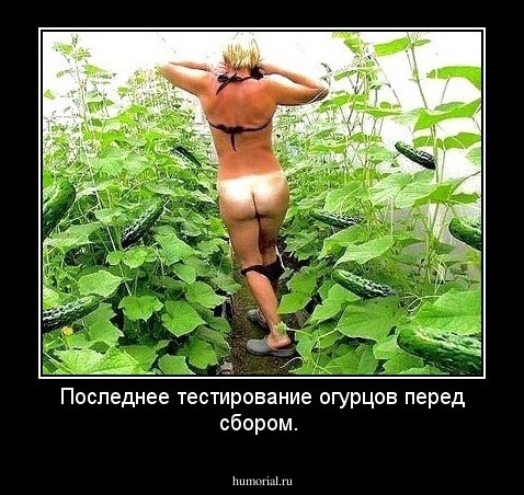 Огурцы сорта "Виагра".