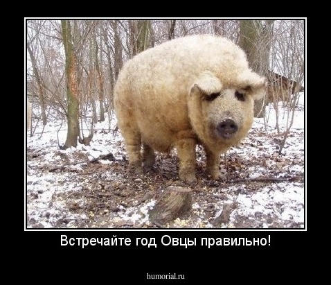 Встречайте год Овцы правильно!