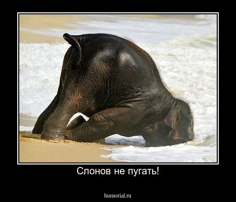 Слонов не пугать!