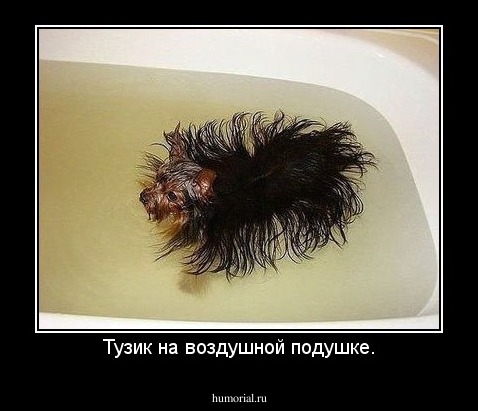 Тузик на воздушной подушке.