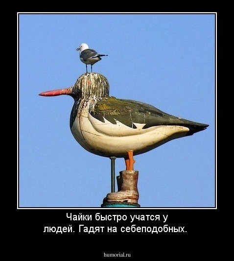 Чайки быстро учатся у людей. Гадят на себеподобных.