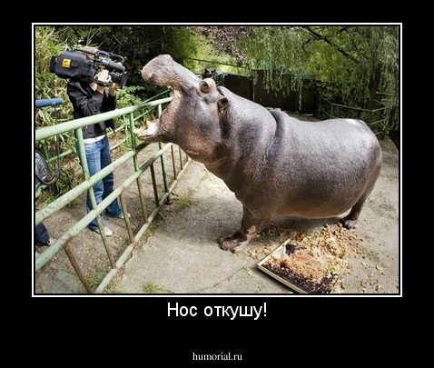 Нос откушу!