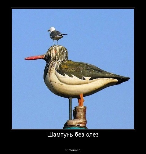 Шампунь без слез