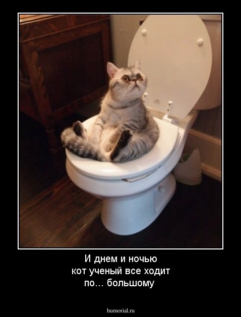 И днем и ночью кот ученый все ходит по... большому