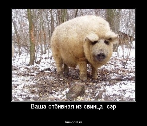 Ваша отбивная из свинца, сэр