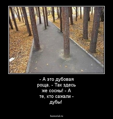 - А это дубовая роща. - Так здесь же сосны! - А те, кто сажали - дубы!