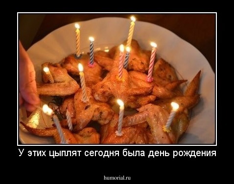 У этих цыплят сегодня была день рождения
