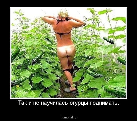 Так и не научилась огурцы поднимать.