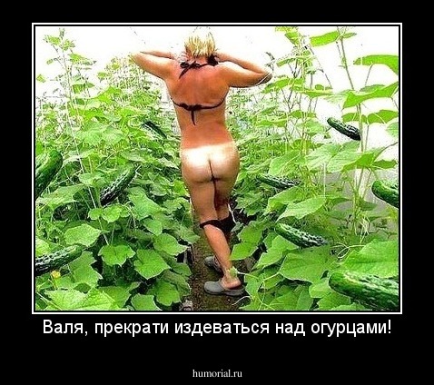 Валя, прекрати издеваться над огурцами!