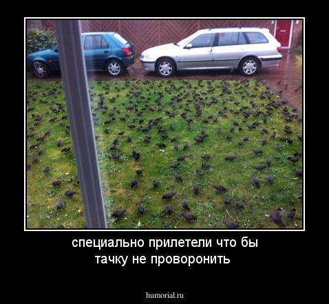 специально прилетели что бы тачку не проворонить