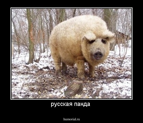 русская панда 