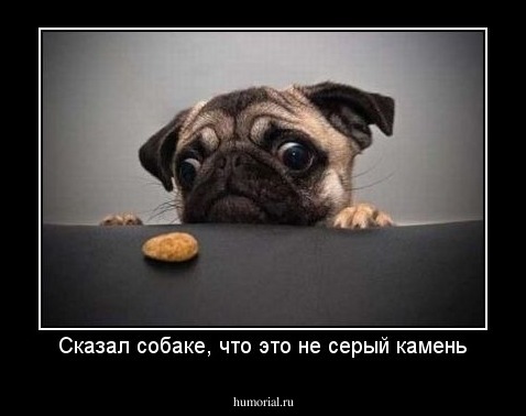 Сказал собаке, что это не серый камень