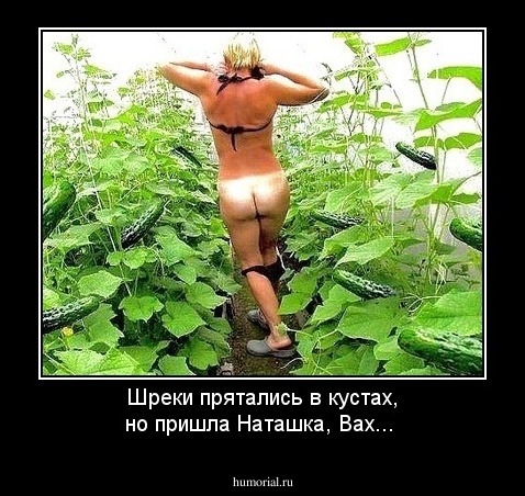 Шреки прятались в кустах, но пришла Наташка, Вах...