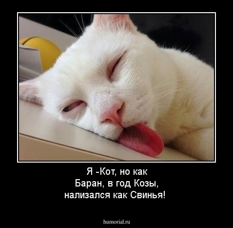Я -Кот, но как Баран, в год Козы, нализался как Свинья! 