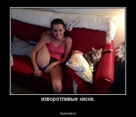 изворотливые киски.
