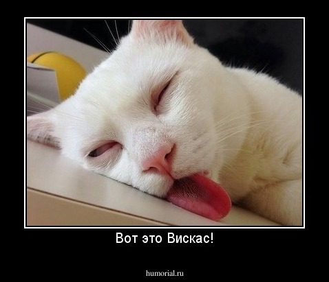 Вот это Вискас!