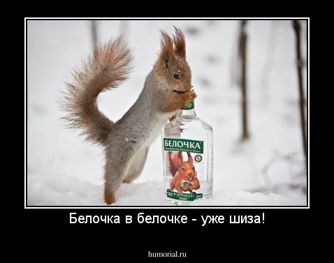 Белочка в белочке - уже шиза!