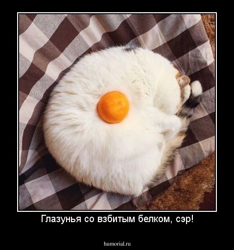 Глазунья со взбитым белком, сэр!