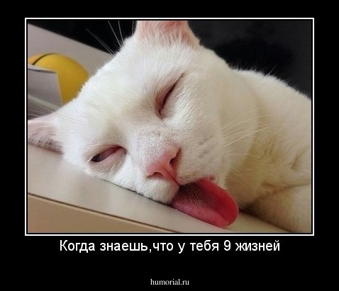 Когда знаешь,что у тебя 9 жизней