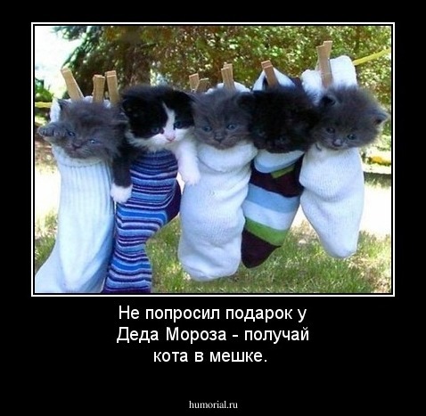 Не попросил подарок у Деда Мороза - получай кота в мешке.