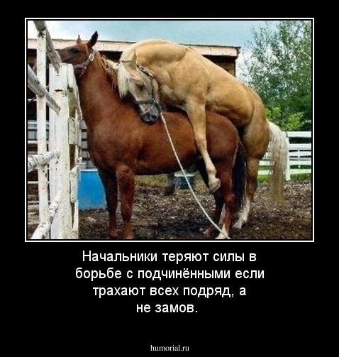 Начальники  теряют  силы  в  борьбе  с  подчинёнными если  трахают  всех  подряд, а  не  замов.