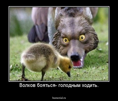 Волков бояться- голодным ходить.
