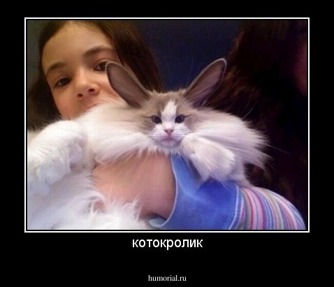 котокролик