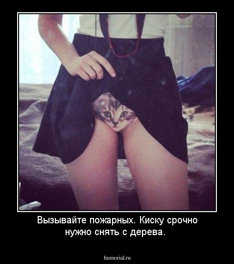 Вызывайте пожарных. Киску срочно нужно снять с дерева.
