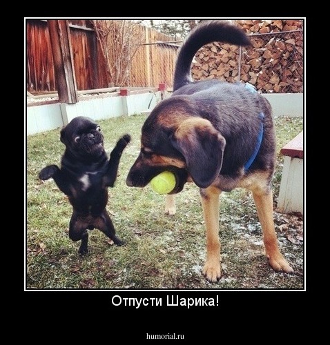 Отпусти Шарика!