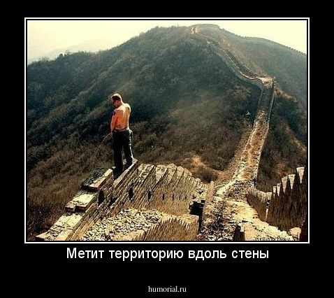 Метит территорию вдоль стены