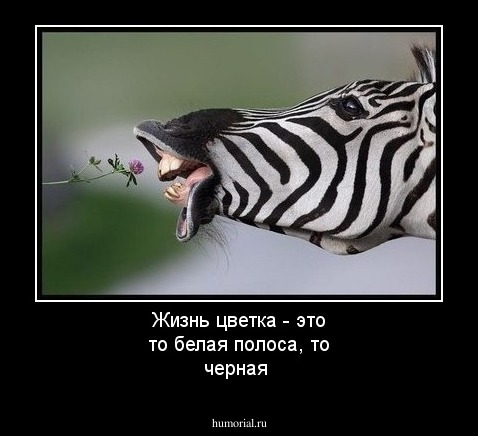 Жизнь цветка - это то белая полоса, то черная 