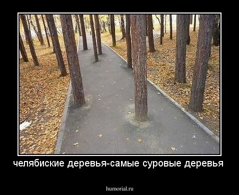 челябиские  деревья-самые суровые деревья