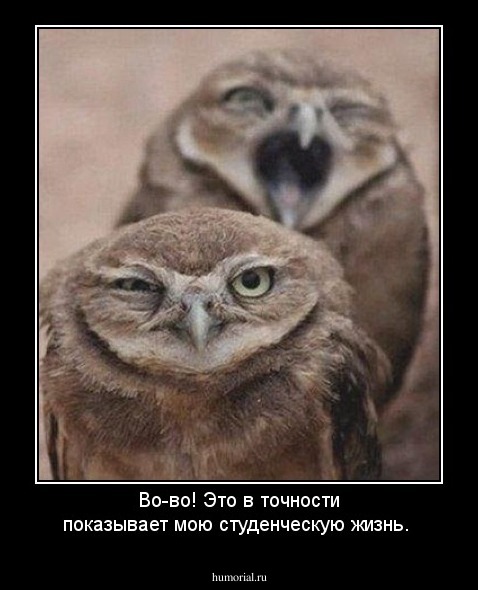 Во-во! Это в точности показывает мою студенческую жизнь. 
