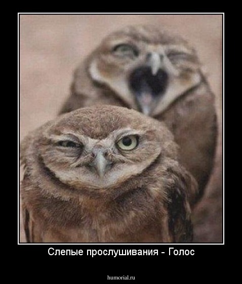 Слепые прослушивания - Голос