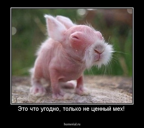 Это что угодно, только не ценный мех! 