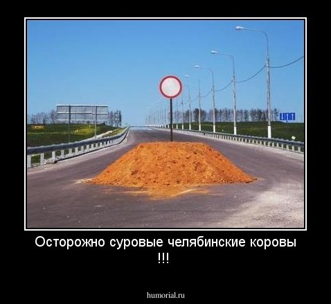 Осторожно суровые челябинские коровы !!!