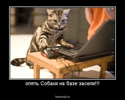 опять Собаки на базе засели!!!
