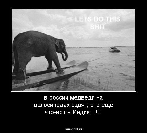 в россии медведи на велосипедах ездят, это ещё что-вот в Индии...!!!
