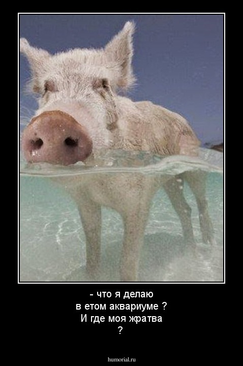 - что я делаю в етом аквариуме ? И где моя жратва ?