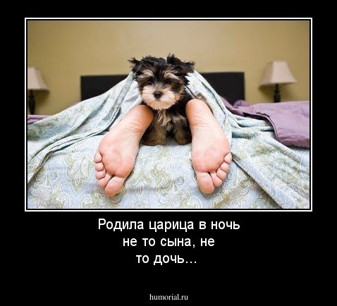 Родила царица в ночь не то сына, не то дочь...