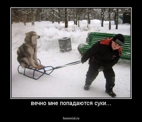вечно мне попадаются суки...