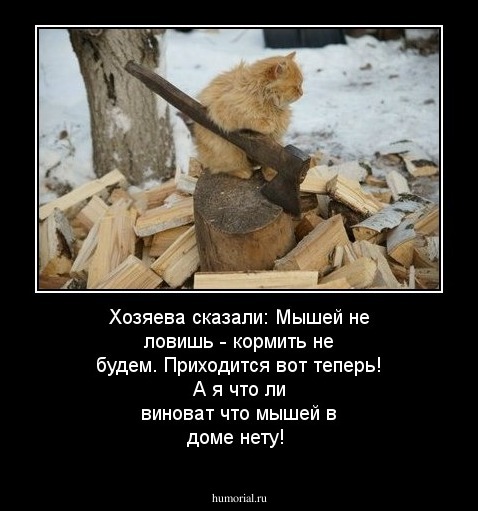 Хозяева сказали: Мышей не ловишь - кормить не будем. Приходится вот теперь! А я что ли виноват что мышей в доме нету!