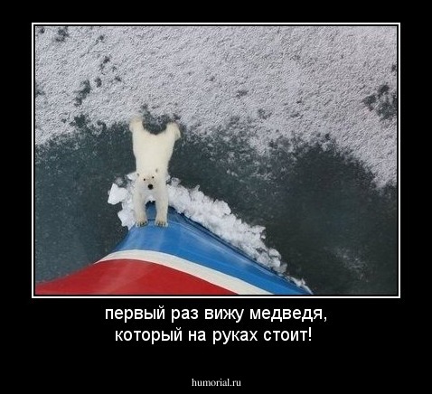 первый раз вижу медведя, который на руках стоит!