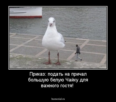Приказ: подать на причал большую белую Чайку для важного гостя!