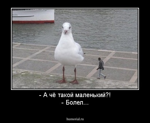 - А чё такой маленький?!
- Болел...