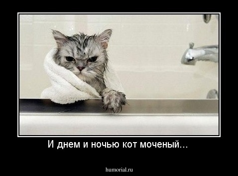 И днем и ночью кот моченый... 